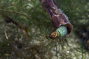 Caddisfly larva with portable case of plants fragments.
... by Sven Tramaux 
